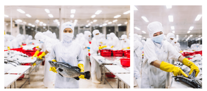 Australis Aquaculture Vietnam Limited